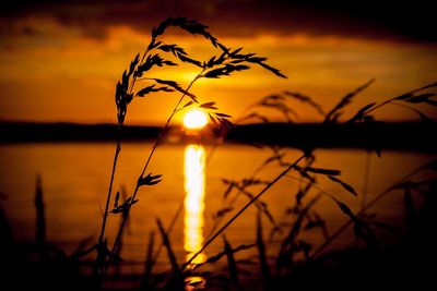 Close-up of silhouette plants against sky during sunset