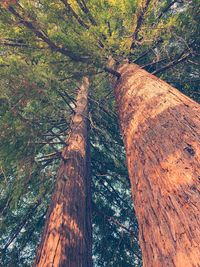 Low angle view of trees in forest