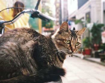 Close-up portrait of cat sitting outdoors