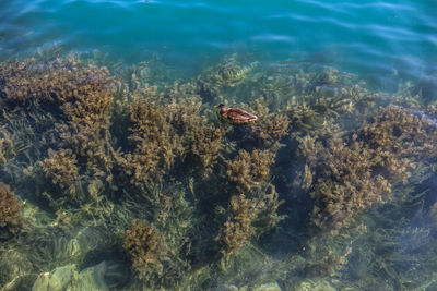 View of coral swimming in sea