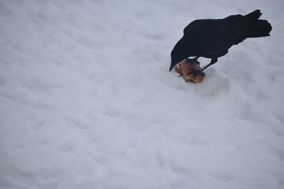 Man on snow covered field