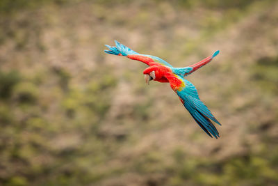 Close-up of a bird flying