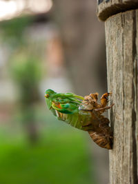 Close-up of bird perching on leaf