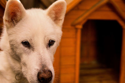 Close-up portrait of dog