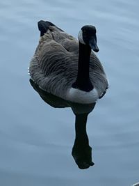 View of a bird in the lake