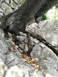 Bird on tree trunk