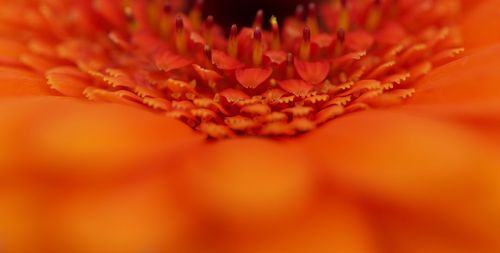 Macro shot of flower