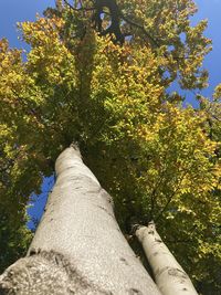 Low angle view of tree against sky