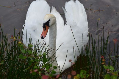 Swan floating on lake