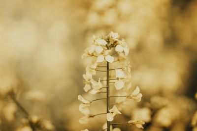 Close-up of white flowering plant