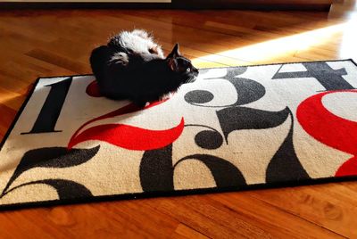 High angle view of cat on hardwood floor