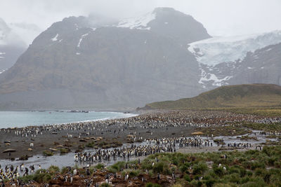 Colony of penguins at beach against mountains