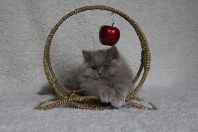 Portrait of cute kitten sitting on floor