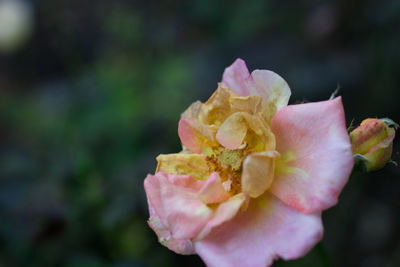 Close-up of pink rose