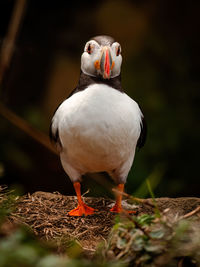 bird