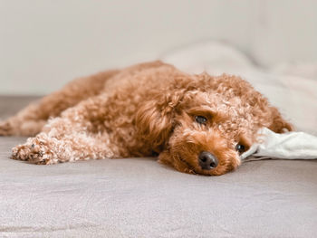 Close-up of a dog resting