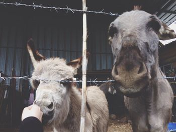 Cropped hand touching donkeys