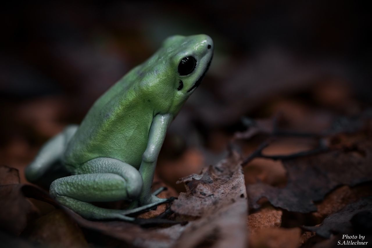 CLOSE-UP OF FROG ON WOODEN TABLE