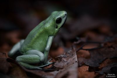 Close-up of frog on leaves