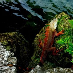 Close-up of turtle on rock by sea