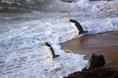 High angle view of penguins walking at beach