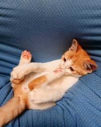 Cat lying on blanket