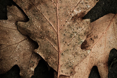 High angle view of water drops on leaf