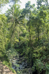 Plants and trees in forest