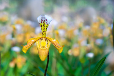 Close-up of yellow flowering plant