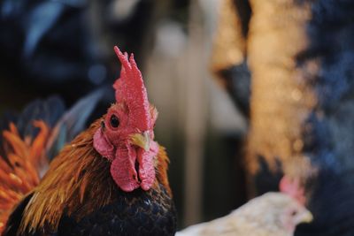 Close-up of rooster