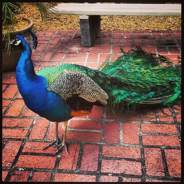 animal themes, one animal, animals in the wild, bird, wildlife, transfer print, peacock, auto post production filter, full length, zoo, domestic animals, animals in captivity, animal representation, pets, outdoors, day, mammal, no people, blue, side view