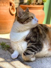 Close-up of a cat resting