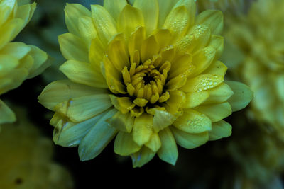 Close-up of yellow flowering plant