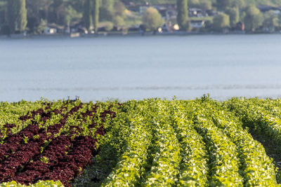 Scenic view of sea shore