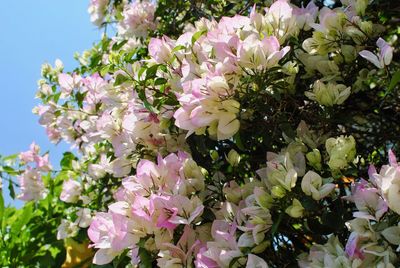 Close-up of pink flowering plants