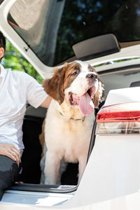 Pet care, travelling. st. bernard dog travelling by car with owner