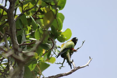 Low angle view of wild parrot perching on tree