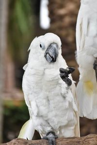 Close-up of a bird