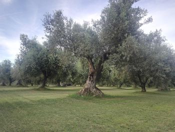 Trees on field against sky