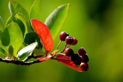 Close-up of chokeberries growing outdoors