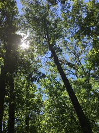 Low angle view of trees on sunny day