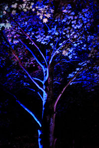 Low angle view of trees at night