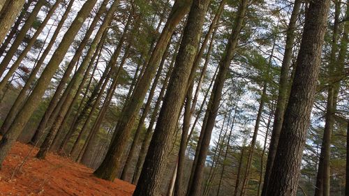 Low angle view of trees in forest