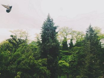 Low angle view of pine trees against sky