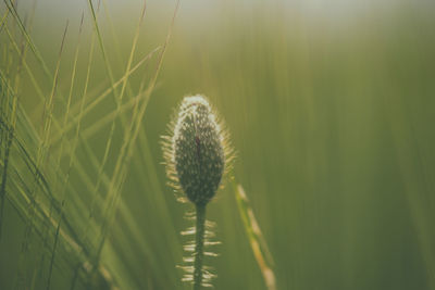 Close-up of grass on field