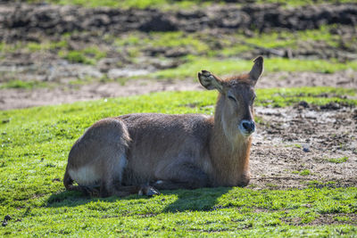 Portrait of an animal on field