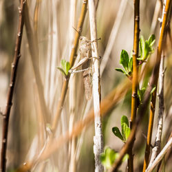 Close-up of crops and grass hopper