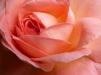 Close-up of pink rose