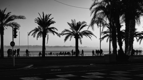 Silhouette palm trees on beach against clear sky