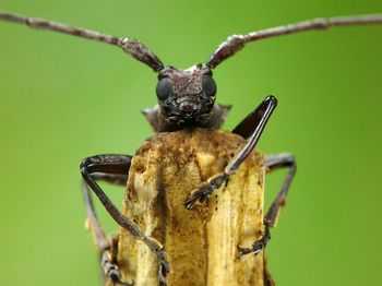 Close-up of insect on wood